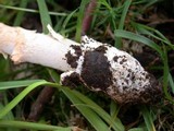Amanita sect. Vaginatae image