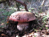 Rubroboletus eastwoodiae image
