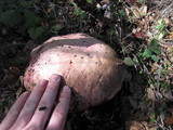 Rubroboletus eastwoodiae image