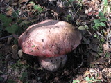Rubroboletus eastwoodiae image