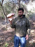 Rubroboletus eastwoodiae image