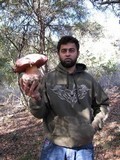 Rubroboletus eastwoodiae image