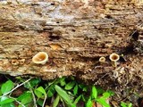 Royoporus badius image