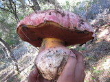 Rubroboletus eastwoodiae image