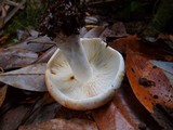 Russula compacta image