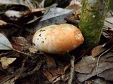 Russula compacta image