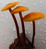 Gymnopus semihirtipes image