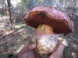Rubroboletus eastwoodiae image