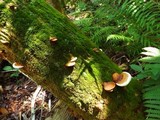 Ganoderma zonatum image