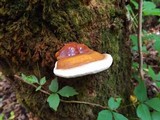 Ganoderma zonatum image