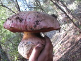 Rubroboletus eastwoodiae image