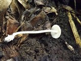 Amanita albocreata image