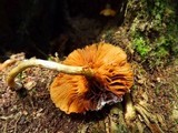 Gymnopilus palmicola image