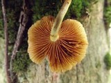 Gymnopilus palmicola image