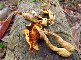Gymnopilus palmicola image