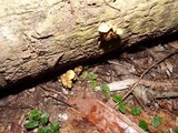 Gymnopilus palmicola image