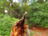 Gymnopilus palmicola image
