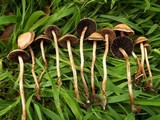 Panaeolus subbalteatus image