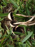 Panaeolus subbalteatus image