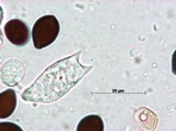 Panaeolus cinctulus image