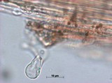 Panaeolus cinctulus image