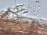 Panaeolus cinctulus image