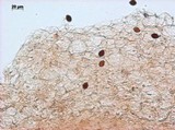 Panaeolus cinctulus image