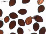 Panaeolus cinctulus image