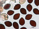 Panaeolus cinctulus image