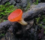 Sarcoscypha occidentalis image