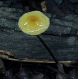 Rhizomarasmius pyrrhocephalus image