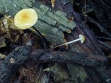 Rhizomarasmius pyrrhocephalus image