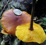 Xeromphalina tenuipes image