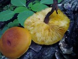 Xeromphalina tenuipes image