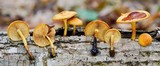 Pholiota subsulphurea image