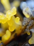 Dacryopinax spathularia image