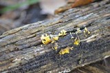 Dacryopinax spathularia image