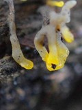 Dacryopinax spathularia image