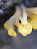 Dacryopinax spathularia image