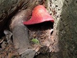 Fistulina hepatica image
