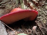Fistulina hepatica image