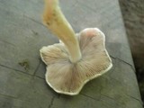 Inocybe geophylla image