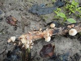 Gymnopus semihirtipes image