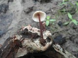 Gymnopus semihirtipes image