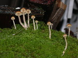 Galerina clavata image