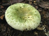 Russula parvovirescens image