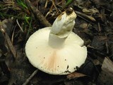 Russula parvovirescens image