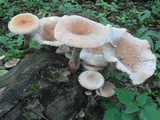 Neolentinus schaefferi image