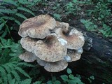 Neolentinus schaefferi image
