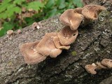 Lentinus strigosus image